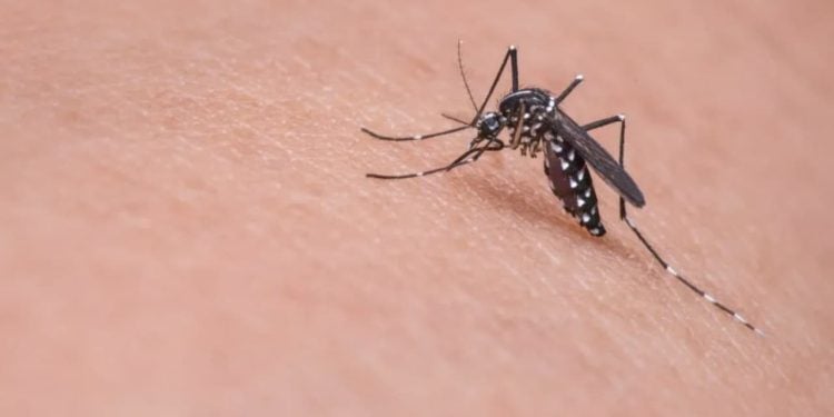 Dengue: homem de 31 anos é a 1ª vítima da doença em Goiás em 2024