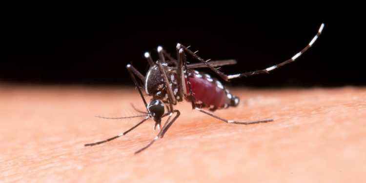 Dengue: medidas que podem ajudar a frear o aumento de casos da doença