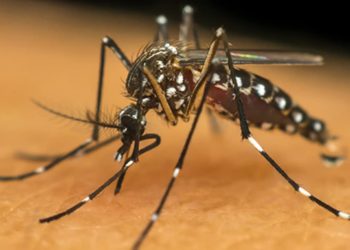 Goiás bate recorde ao entrar no pior cenário da dengue desde a década de 90