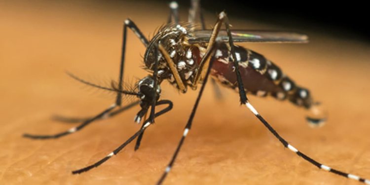 Goiás bate recorde ao entrar no pior cenário da dengue desde a década de 90
