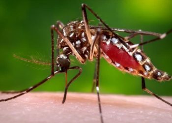 Goias-declara-situaçao-de-emergencia-em-razao-da-dengue-entenda
