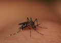 Goiás registra 13 mortes por dengue em 2024; confira cidades
