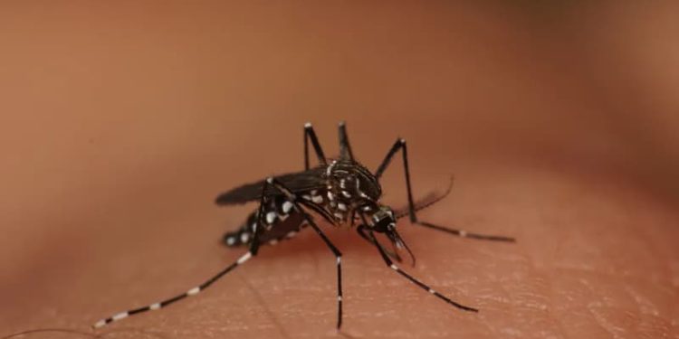 Goiás registra 13 mortes por dengue em 2024; confira cidades