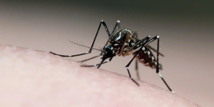 Goiás registra primeira morte por chikungunya em 2024