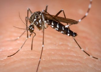 Mais de 80 cidades entram em situação de emergência devido a dengue em Goiás