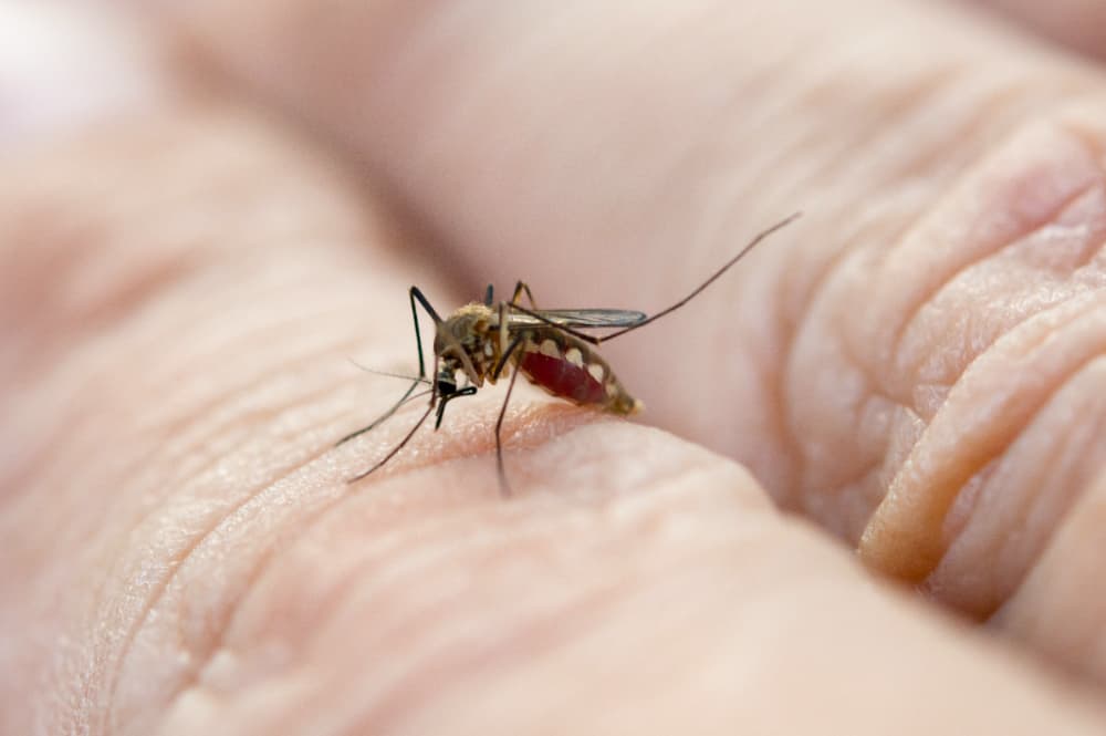 dengue em Goiás