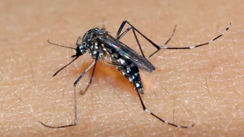 Casos de dengue 