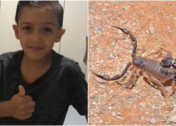 Criança de 7 anos morre após ser picada por escorpião, em Goiás