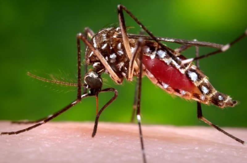 Decreto de dengue 