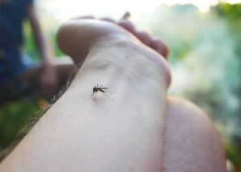 Goiânia registra primeira morte por dengue em 2024; casos somam 2,5 mil