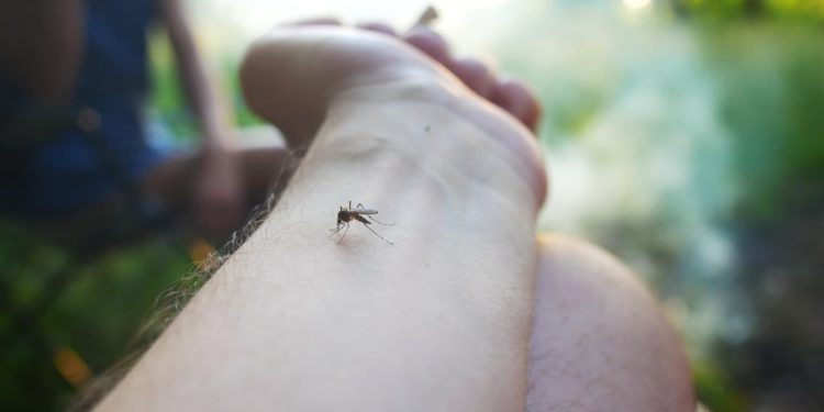Goiânia registra primeira morte por dengue em 2024; casos somam 2,5 mil