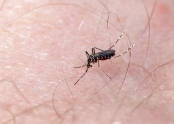 Número de mortes por dengue em Goiás sobe para sete, aponta SES