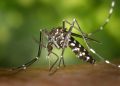 2024 é considerado o pior ano da dengue desde o início dos registros em Goiás