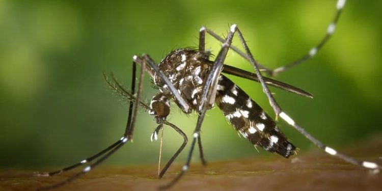 2024 é considerado o pior ano da dengue desde o início dos registros em Goiás