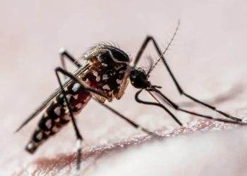 Brasil ultrapassa 2 milhões de casos prováveis de dengue em 2024