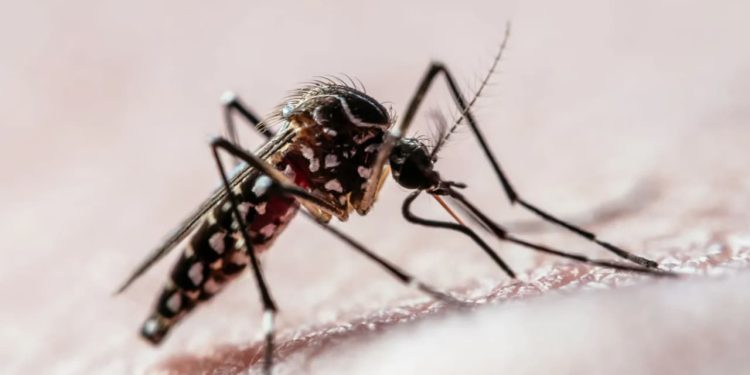 Brasil ultrapassa 2 milhões de casos prováveis de dengue em 2024