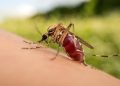 Goiás registra 36 mortes por dengue e investiga outras 55, diz Saúde