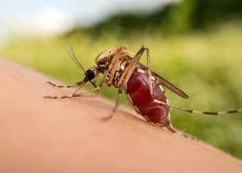 Goiás registra 36 mortes por dengue e investiga outras 55, diz Saúde