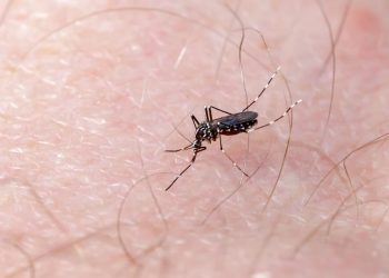 Número de mortes por dengue em Goiás sobe para 44