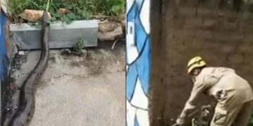 Sucuri de 2 metros assusta moradores em calçada de casa, em Caldas Novas; vídeo
