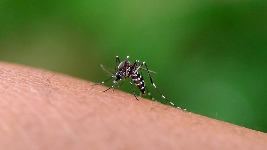 Goiás confirma mais de 55 mil casos de dengue e reforça protocolos de segurança