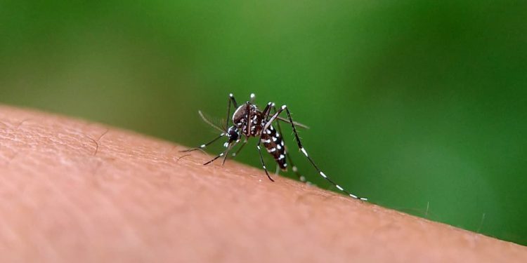 Goiás confirma mais de 55 mil casos de dengue e reforça protocolos de segurança