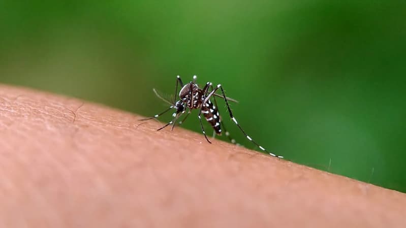 Dengue em Goiás