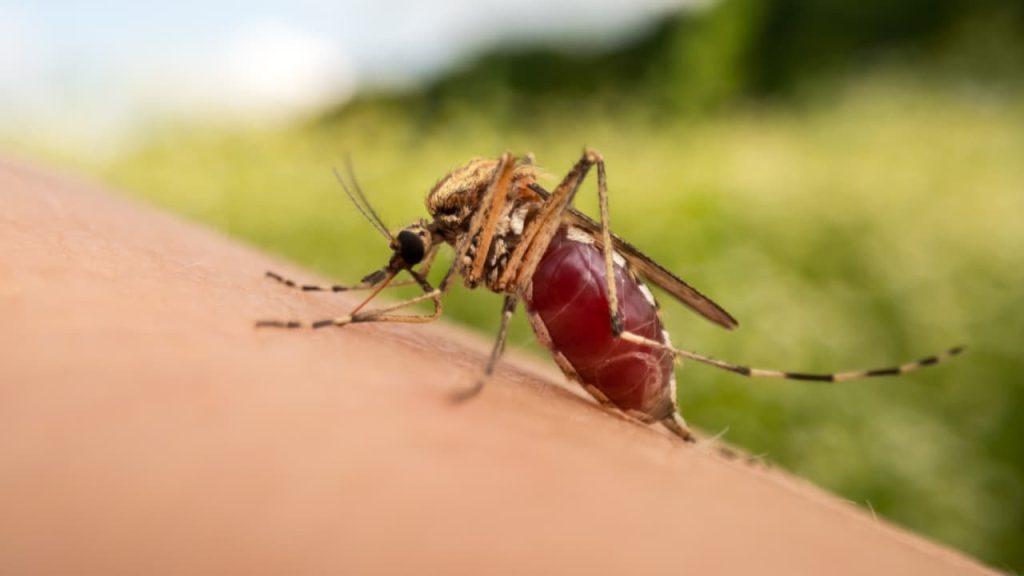 dengue em Goiás