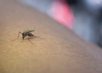 Goiás confirma 19 casos de malária em 2024; Saúde monitora doença no estado