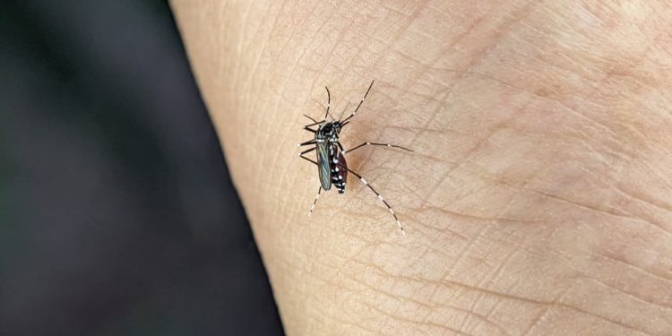 Goiás registra infecção simultânea de dengue e chikungunya em pacientes