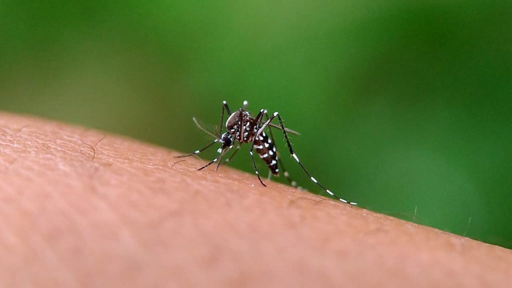 casos de dengue em Goiás