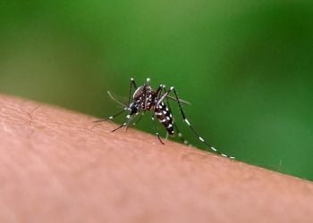 casos de dengue em Goiás