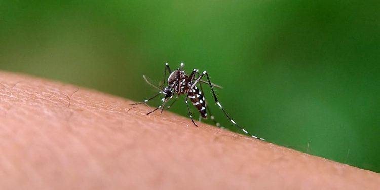 casos de dengue em Goiás