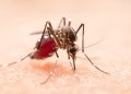 Número de mortes por dengue em Goiás chega a 100 neste ano