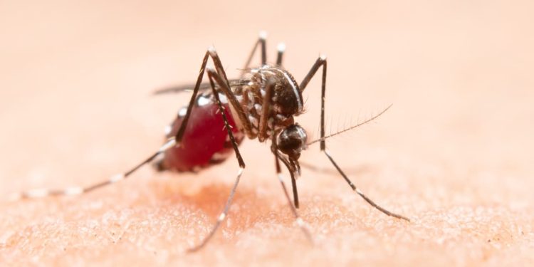 Número de mortes por dengue em Goiás chega a 100 neste ano