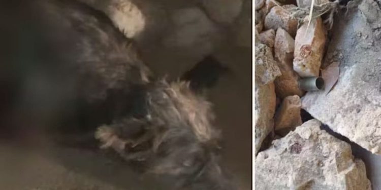 Cachorro morre após ser baleado em estacionamento de hospital em Goiás