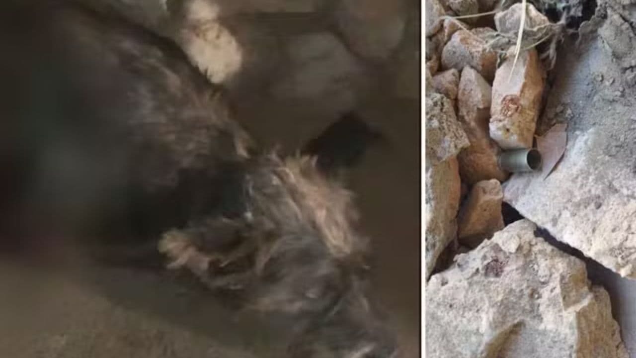 Cachorro morre após ser baleado em estacionamento de hospital em Goiás