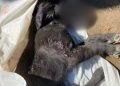 Mulher é suspeita de matar filhote de cachorro por causa dos latidos, em Goiânia
