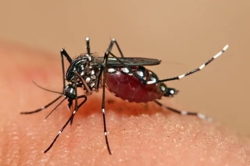 Dengue em Goiás