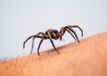 Tocantins registra aumento no número de casos de picadas de aranha