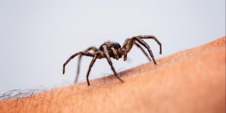 Tocantins registra aumento no número de casos de picadas de aranha