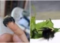 Morreu nesta sexta-feira (5), a abelha 'Odete', que estava internada para receber tratamento depois que foi resgata por uma família, em Goiânia.