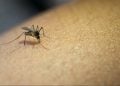 Brasil registra as primeiras mortes por febre oropouche do mundo; entenda os sintomas