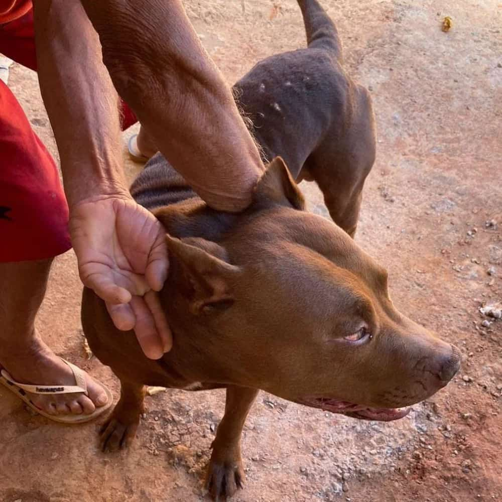 Pitbull agredido em Formosa