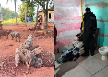 Cinco são presos por matar brutalmente caseiro que teve corpo devorado por porcos