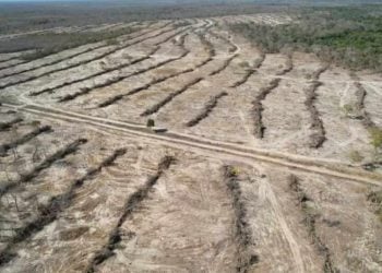 Fazendeiro é multado em R$ 1 milhão por desmatamento ilegal em Goiás