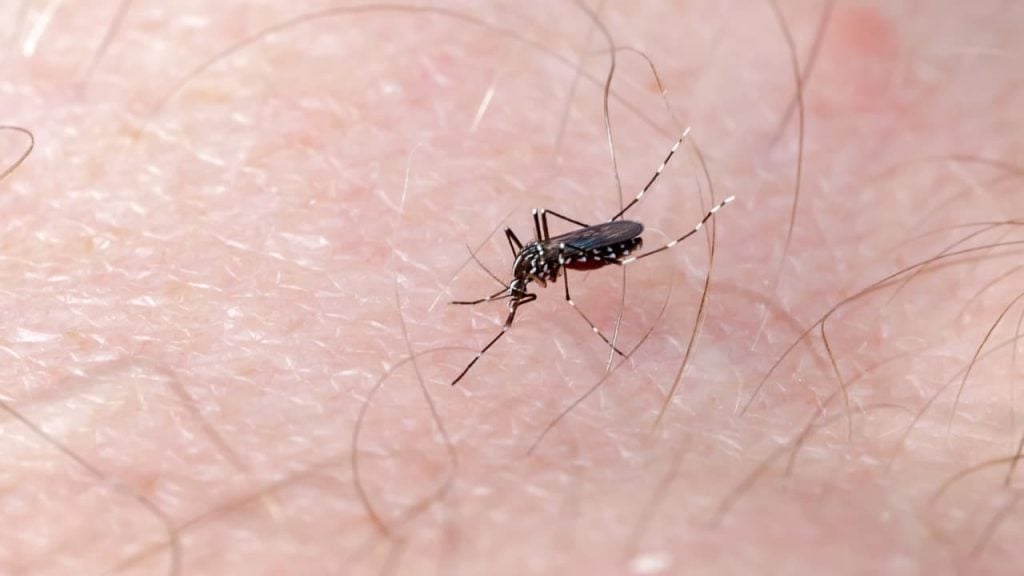 Goiás registra 380 mortes por dengue em 2024; este é o pior ano da doença