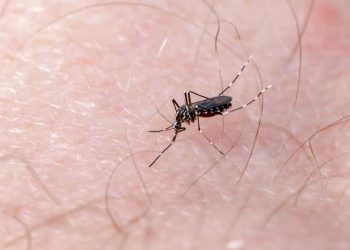 Goiás registra 380 mortes por dengue em 2024; este é o pior ano da doença