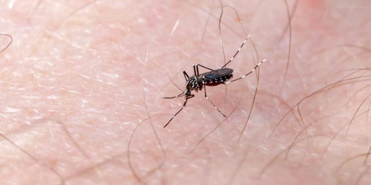 Goiás registra 380 mortes por dengue em 2024; este é o pior ano da doença