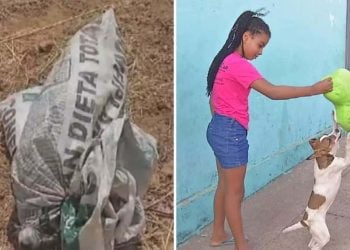 Menina salva cadela após encontrar animal amarrado dentro de sacola, em Anápolis